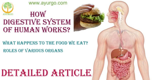 You are currently viewing How Digestive system of Human works? Function of various organs