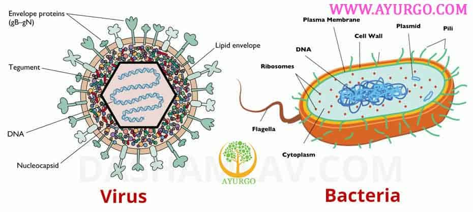 structural difference between virus and bacteria
