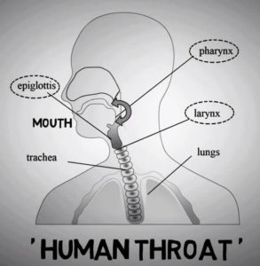 human Throat
