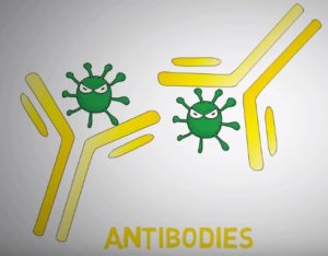 pathogens in antibodies immune system
